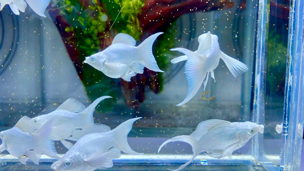Exotic Aquarium Fish